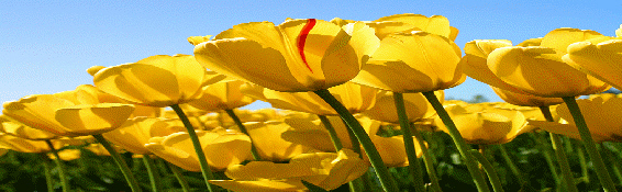 tulipany